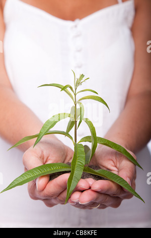 Felice giovane donna in possesso di una pianta verde con le mani (messa a fuoco selettiva) Foto Stock