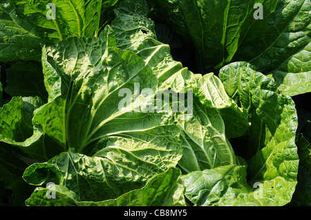 Cavolo crescente nei campi Foto Stock