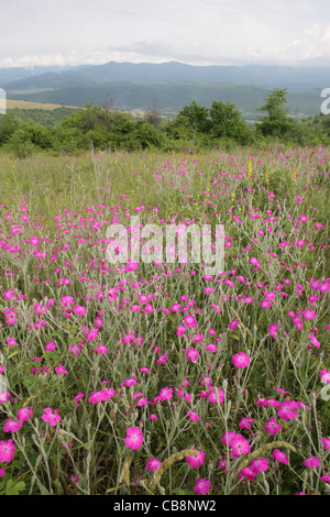 Scenario estivo con la fioritura della Rosa selvatica campion (Lychnis coronaria, Caryophyllaceae, Mullein rosa). Besapari colline, Bulgaria Foto Stock