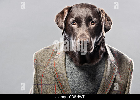 Il cioccolato Labrador in giacca da caccia Foto Stock