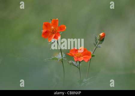 Scarlet Avens (Geum cocciuneum) montagna Rila, Bulgaria Foto Stock