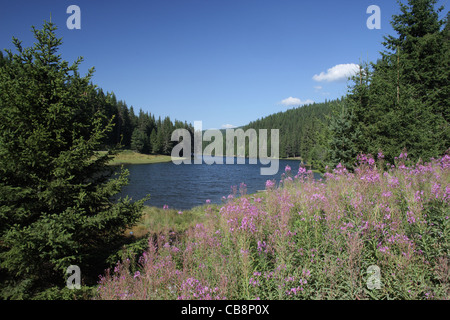 Scenario estivo con piante in fiore nel bosco di abete rosso e una diga, Rodopi (Rhodopi) montagna, Bulgaria Foto Stock