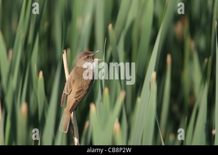 Grande Reed trillo, /Acrocephalus arundinaceus/ Foto Stock