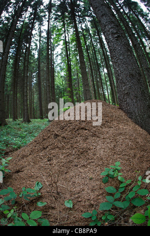 Enorme formicaio in una foresta Foto Stock