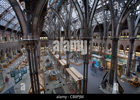 Oxford University Museo di Storia Naturale, Oxford, Regno Unito Foto Stock