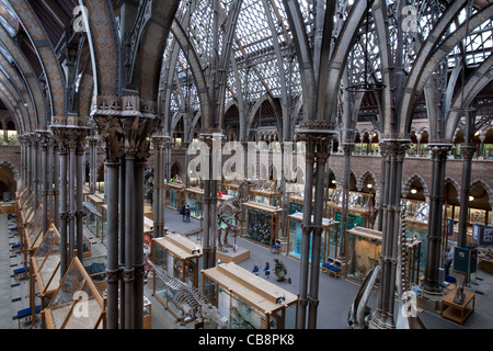 Oxford University Museo di Storia Naturale, Oxford, Regno Unito Foto Stock