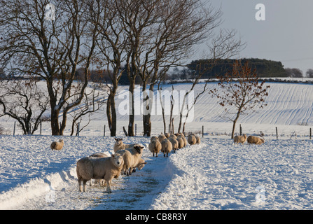 Pecore in un campo nevoso in Aberdeenshire, Scozia. Foto Stock