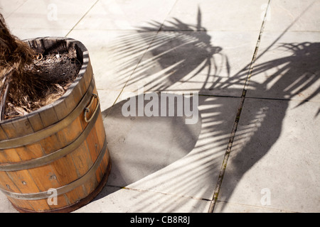 Palm in un vaso sul patio Foto Stock