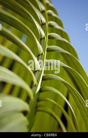 foglia di Palma Foto Stock