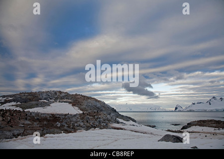 I pinguini di Gentoo (Pygoscelis papua) a colonia di pinguini su de Cuverville Island / Île de Cavelier de de Cuverville al tramonto, Antartide Foto Stock