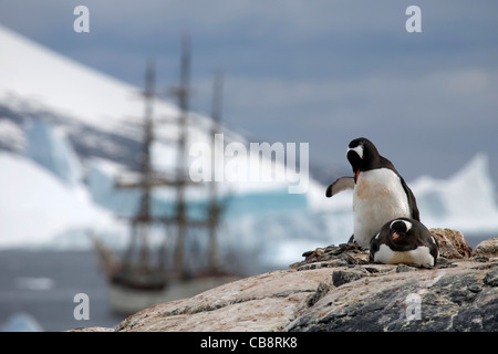 I pinguini di Gentoo (Pygoscelis papua) e l'Europa tallship, un brigantino a tre alberi in corrispondenza della porta di Charcot, Wilhelm Archipel, Antartide Foto Stock
