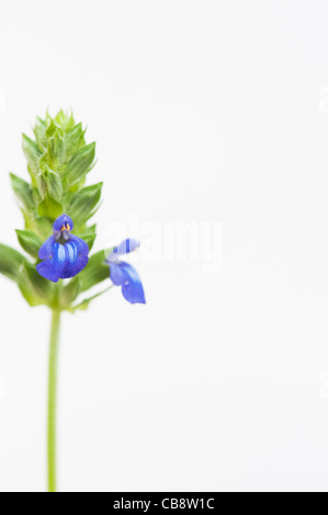 La Salvia Hispanica . Chia fiori su sfondo bianco Foto Stock