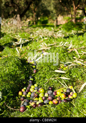 Olive raccolte sul terreno, in attesa di essere ritirati Foto Stock