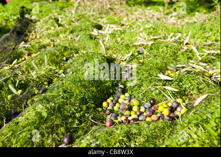 Olive raccolte sul terreno, in attesa di essere ritirati Foto Stock