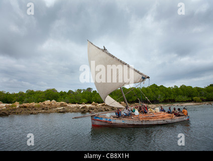 Dhow vela nel canale di trasportare le mangrovie Lamu, Kenya Foto Stock