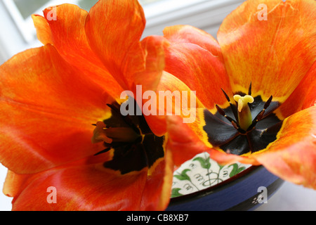 Arancione fiamma tulip fiori Foto Stock