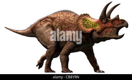 Triceratops è un genere di dinosauro ceratopsiano chasmosaurino vissuto durante il tardo Maastrichtiano del Cretaceo superiore Foto Stock