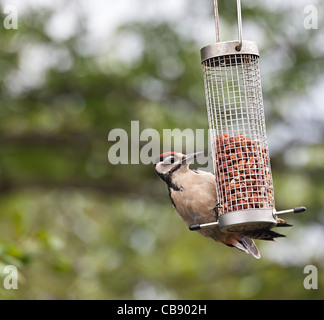 Picchio rosso maggiore Dendrocopos major mangiare noccioline su nazionale bird feeder Wales UK Foto Stock