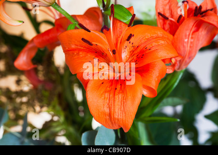 Orange tiger lily con il polline coperto antere Foto Stock