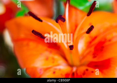 Orange tiger lily con il polline coperto antere Foto Stock