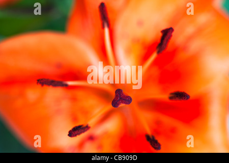 Orange tiger lily con il polline coperto antere Foto Stock