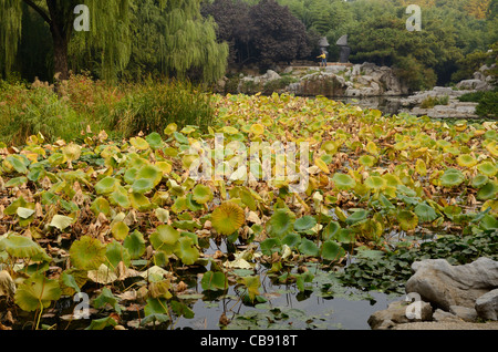 L'uomo praticare il tai chi alla fine di Lotus Lake in Zizhuyuan Purple Bamboo Park Pechino Repubblica Popolare Cinese Foto Stock