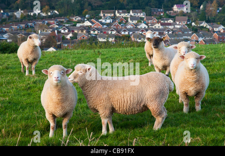 Pecora su una collina vicino al mid-devon città di Crediton, Devon, Inghilterra Foto Stock
