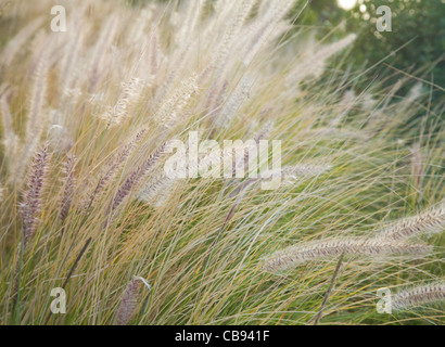 Pennisetum setaceum, Fontana erba Foto Stock