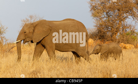 Un elefante africano (Loxodonta africana) con il suo vitello, Kruger National Park, Sud Africa. Foto Stock