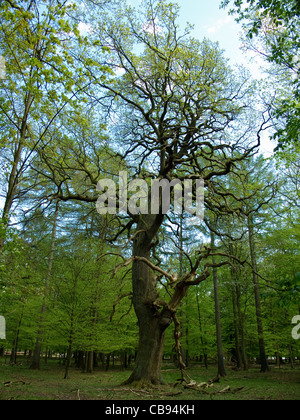 Grande vecchio albero di quercia in una foresta in primavera Foto Stock