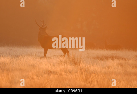 Il cervo (Cervus elaphus) Stag at sunrise Foto Stock