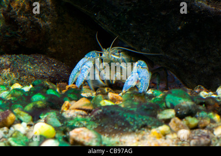 A nord di Clearwater il gambero di fiume. Foto Stock