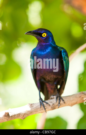 Rosso lucido con spallamento-starling ( Lamprotornis nitens ) Foto Stock