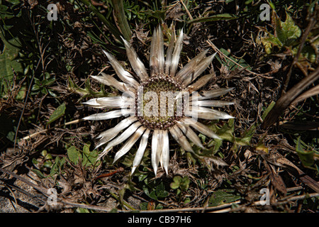 Stemless carline thistle (Carlina acaulis) Foto Stock