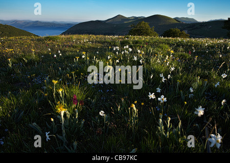 Fiori Selvatici sulla forca Canapine all'alba nel Parco Nazionale dei Monti Sibillini, Umbria, Italia Foto Stock