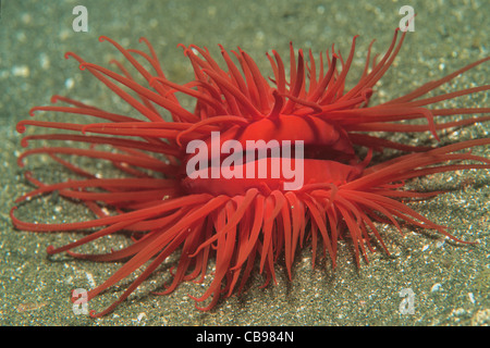 File rosso guscio, fire shell (Limaria orientalis), questa shell sono comunemente trovati sotto le rocce e sabbiosa e habitat, isola di Bali, Indonesia, Asia Foto Stock