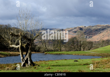 Una vista di grande Langdale, dalla pista ciclabile seguenti grandi Langdale Beck. Con un vecchio albero, diviso a metà Foto Stock