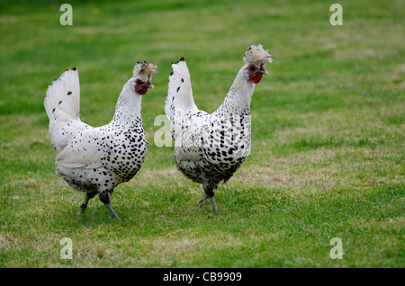 Due galline screziate strutting roba loro . Questi sono la Appenzeller galline e sono noti come i dalmati del mondo di pollame. Foto Stock