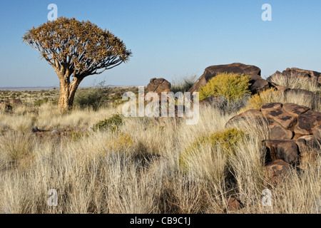 Quivertree forest a Garas Quiver Tree Park, Gariganus Farm, Namibia