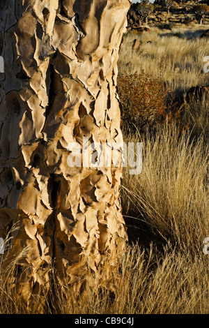 Vista dettagliata del tronco di quivertree, Namibia Foto Stock