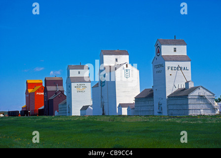 Cinque storiche stoccaggio granella ascensori salire dal piatto paesaggio rurale vicino alla comunità agricola di Stavely in Alberta, Canada. Foto Stock