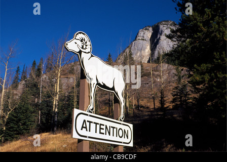 Una grande strada illustrato segno avverte gli automobilisti a prestare attenzione e guardare fuori per il Big Horn Sheep in Canadian Rockies vicino a Banff, Alberta, Canada. Foto Stock