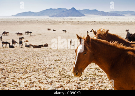 Garub Namib Feral Horses vicino Aus, Namibia Foto Stock