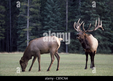 Una bull elk con impressionante palchi bugles per ottenere l'attenzione di un disinvolto femmina durante la caduta annuale stagione riproduttiva in Banff, Alberta, Canada. Foto Stock