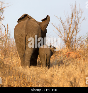 Vista posteriore di un elefante africano con il suo vitello, Kruger National Park, Sud Africa. Foto Stock