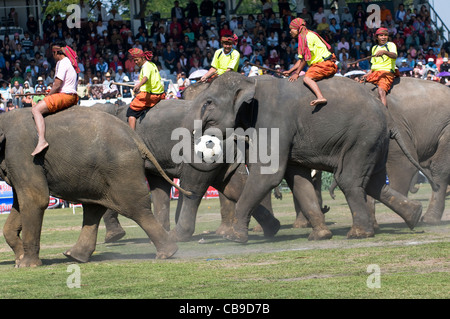 Gli elefanti a giocare a calcio calcio ( ) sul passo durante il colorato Surin Elephant roundup. Foto Stock