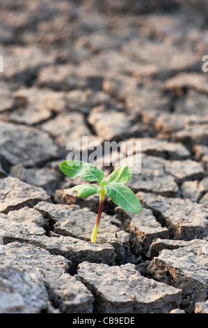 Piantine la crescente l'asciutto terra incrinato in India Foto Stock