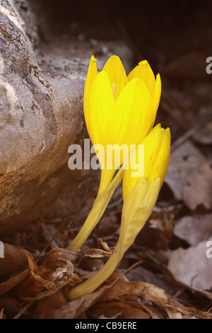 Israele, Golan, Giallo Autunno Daffodil (Sternbergia clusiana). Foto Stock