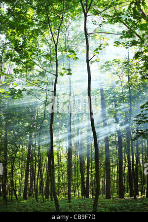 I raggi del sole che splende attraverso gli alberi della foresta. Foto Stock