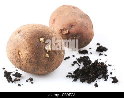 Due mature le patate e la manciata di terra. Isolato su bianco. Foto Stock